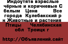 Индоутята взраслые чёрные и коричневые С белым › Цена ­ 450 - Все города, Кулебакский р-н Животные и растения » Птицы   . Челябинская обл.,Троицк г.